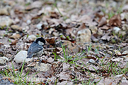C113712: Tannenmeise späht nach Insekten