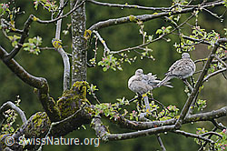 Zwei Türkentauben (Streptopelia decaocto) auf Apfelbaum (C113771) Zwei Türkentauben (Streptopelia decaocto) auf Apfelbaum (C113771)
