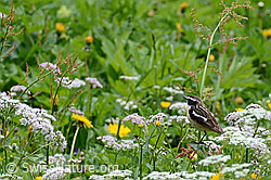 C114904: Braunkehlchen (Saxicola rubetra)