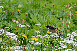 C114906: Braunkehlchen (Saxicola rubetra)