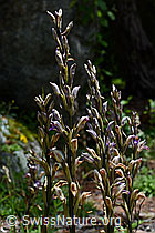 Foto: Violetter Dingel (Limodorum abortivum)