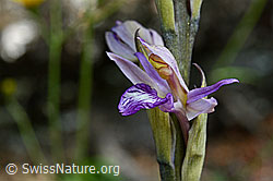 Foto: Violetter Dingel (Limodorum abortivum)