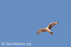 Foto: Turmfalke am blauen Himmel
