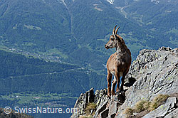 Foto: Steingeiss in Felswand hoch über dem Tal