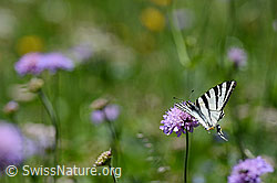 Segelfalter (Iphiclides podalirius) auf Schwalbenwurz (Vincetoxicum hirundinaria)