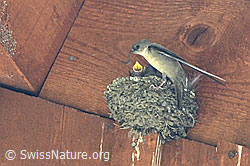 Foto: Felsenschwalbe (Ptyonoprogne rupestris)