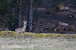 Foto: Stolzer Rehbock auf der Wiese