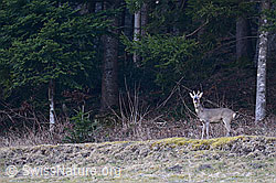Foto: Rehbock am Waldrand