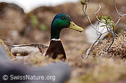 Foto: Stockente (Anas platyrhynchos)