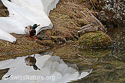 Foto: Spiegelung einer Stockente (Anas platyrhynchos)
