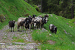 Foto: Schafherde auf Naturstrasse