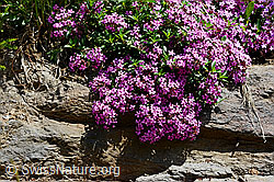 Photo: Rotes Seifenkraut (Saponaria ocymoides)