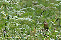 C135948: Braunkehlchen (Saxicola rubetra)