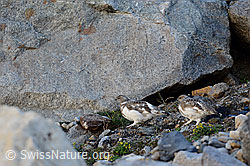Junge Schneehühner (Lagopus mutus) in karger Umgebung (09.2018, C140585)
