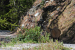 Foto: Steingeiss im lichten Bergwald