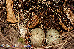 Foto: Verlassenes Nest einer Amsel