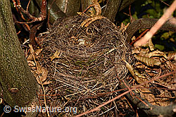 Foto: Vogelnest einer Amsel
