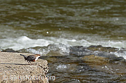 Foto: Wasseramsel (Cinclus cinclus)
