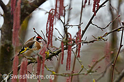 Stieglitz (Carduelis carduelis) (C144273) Stieglitz (Carduelis carduelis) (C144273)