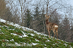 Foto: Rehbock (Capreolus capreolus)