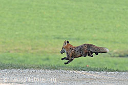 Foto: Springender Fuchs