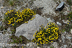 Foto: Alpen-Hornklee (Lotus alpinus)