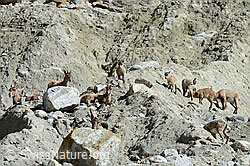 Foto: Alpensteinböcke (Capra ibex) im Rudel