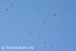 Foto: Felsenschwalben (Ptyonoprogne rupestris)