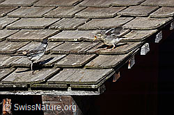 Bachstelzen (Motacilla alba) (C151725) Bachstelzen (Motacilla alba) (C151725)