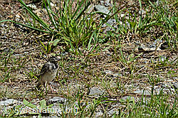 Junge Bachstelze (Motacilla alba) (C151785) Junge Bachstelze (Motacilla alba) (C151785)