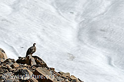Alpenschneehuhn am Gletscherrand (09.2019, C153836)