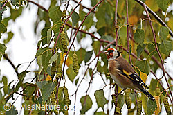 Distelfink (Carduelis carduelis) (C155359) Distelfink (Carduelis carduelis) (C155359)