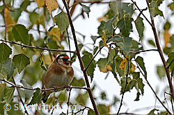 Distelfink (Carduelis carduelis) (C155363) Distelfink (Carduelis carduelis) (C155363)
