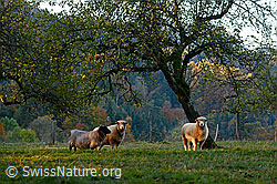 Foto: Schafe, Hausschaf (Ovis gmelini aries)