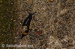 Kurze Glasschnecke (Vitrinobrachium breve) (C156153)