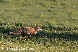 Foto: Rotfuchs (Vulpes vulpes)