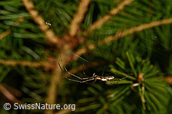 Foto: Bergstreckerspinne (Tetragnatha montana) im Radnetz