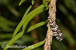 Fichtenwickler (Epinotia tedella) (C159425) Fichtenwickler (Epinotia tedella) (C159425)