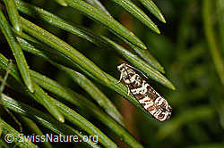Fichtenwickler (Epinotia tedella) (C159435) Fichtenwickler (Epinotia tedella) (C159435)