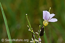 Grüner Langfühler (Adela reaumurella) an Wiesen-Schaumkraut (Cardamine pratensis) (C159645) Grüner Langfühler (Adela reaumurella) an Wiesen-Schaumkraut (Cardamine pratensis) (C159645)