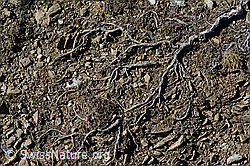 Wurzeln eines Strauchs auf kargem Boden (21.05.2020, C161324) Wurzeln eines Strauchs auf kargem Boden (21.05.2020, C161324)