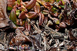 Foto: Nordische Gebirgsschrecke (Bohemanella frigida)