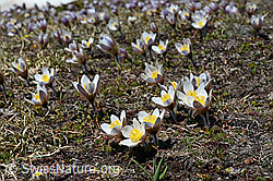 Frühlings-Anemonen (Pulsatilla vernalis) (C161384) Frühlings-Anemonen (Pulsatilla vernalis) (C161384)