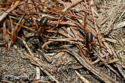 Foto: Starkbeborstete Gebirgswaldameise (Formica lugubris) auf Waldboden