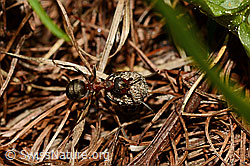 Foto: Starkbeborstete Gebirgswaldameise (Formica lugubris) unterwegs mit Last auf Waldboden