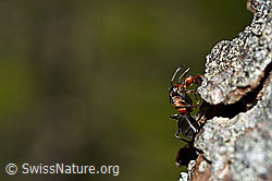 Foto: Starkbeborstete Gebirgswaldameise (Formica lugubris) am Stamm einer Lärche