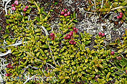 Alpenazalee (Loiseleuria procumbens) (22.05.2020, C161499)