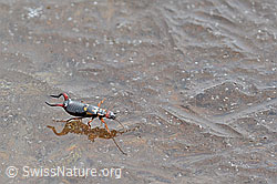 Foto: Zweipunkt-Ohrwurm (Anechura bipunctata)