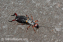Foto: Zweipunkt-Ohrwurm (Anechura bipunctata)