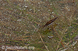 Photo: Wasserläufer (Gerris costae)
